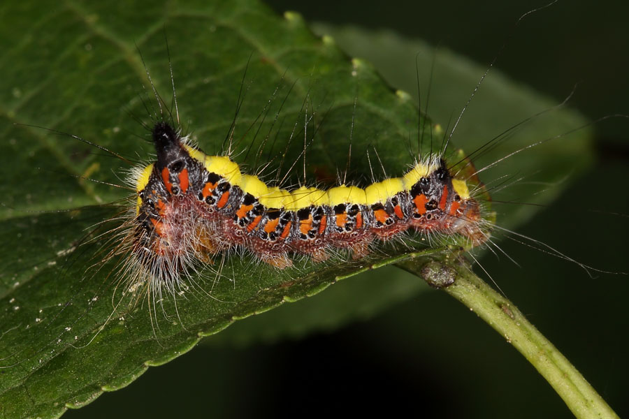 Acronicta cuspis - Erlen-Pfeileule, Raupe