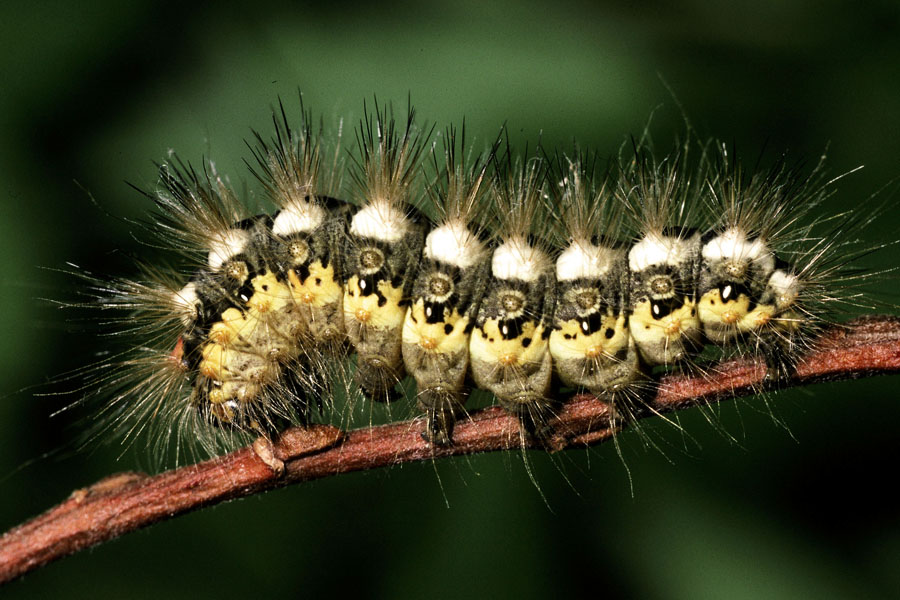 Acronicta euphorbiae - Wolfsmilch-Rindeneule, erwachsene Raupe