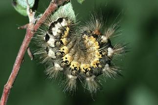 Acronicta euphorbiae - Wolfsmilch-Rindeneule, erwachsene Raupe (2)