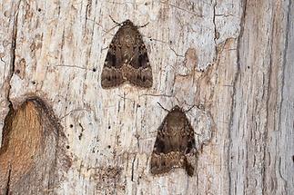 Amphipyra pyramidea - Pyramideneule, 2 Falter