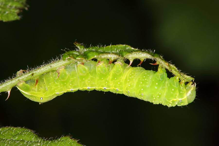 Amphipyra pyramidea - Pyramideneule, Raupe