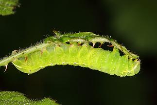 Amphipyra pyramidea - Pyramideneule, Raupe (1)