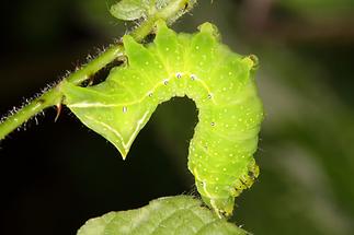 Amphipyra pyramidea - Pyramideneule, Raupe (2)