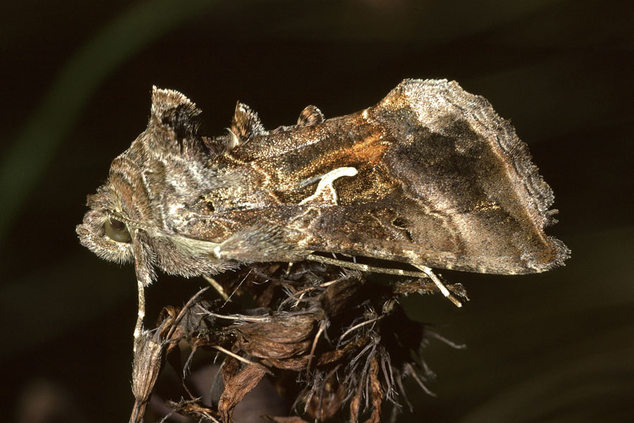 Autographa gamma - Gamma-Eule, Falter Seite