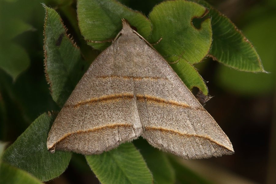 Colobochyla salicalis - Weiden-Spannereule, Falter Oberseite