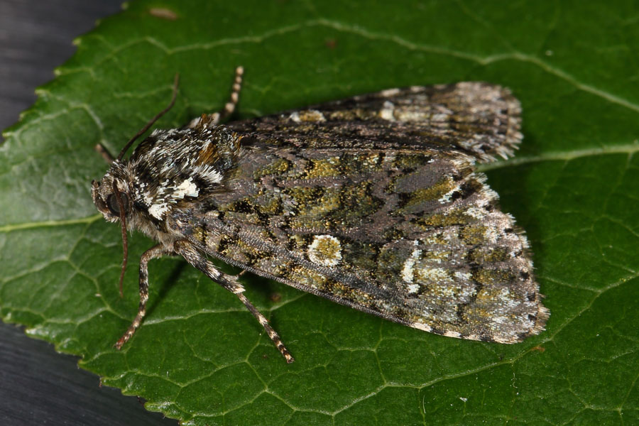 Craniophora ligustri - Liguster-Rindeneule, Falter Seite