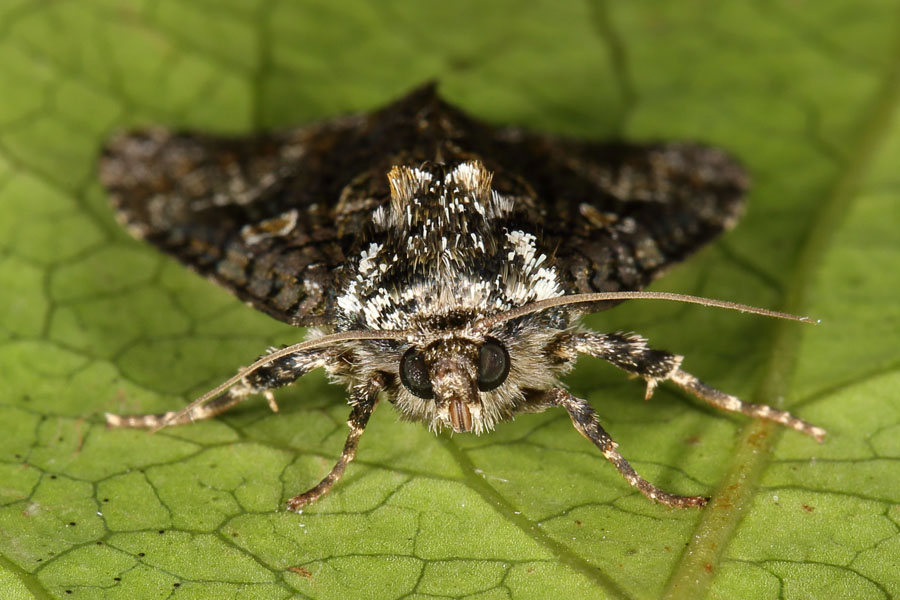 Craniophora ligustri - Liguster-Rindeneule, Falter im Portrait