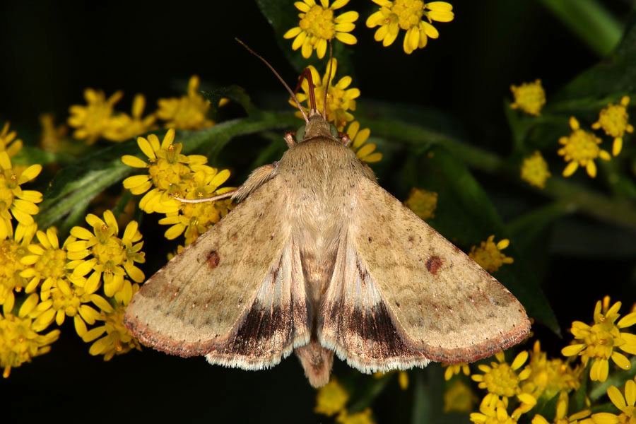 Helicoverpa armigera - Baumwoll-Kapseleule, Falter Oberseite