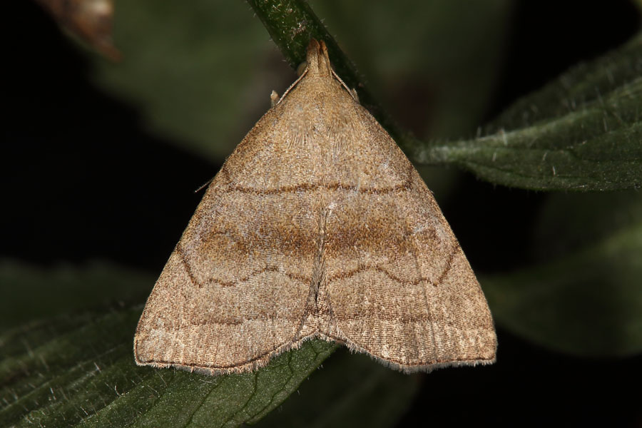 Herminia tarsicrinalis - Braungestreifte Spannereule, Falter Oberseite