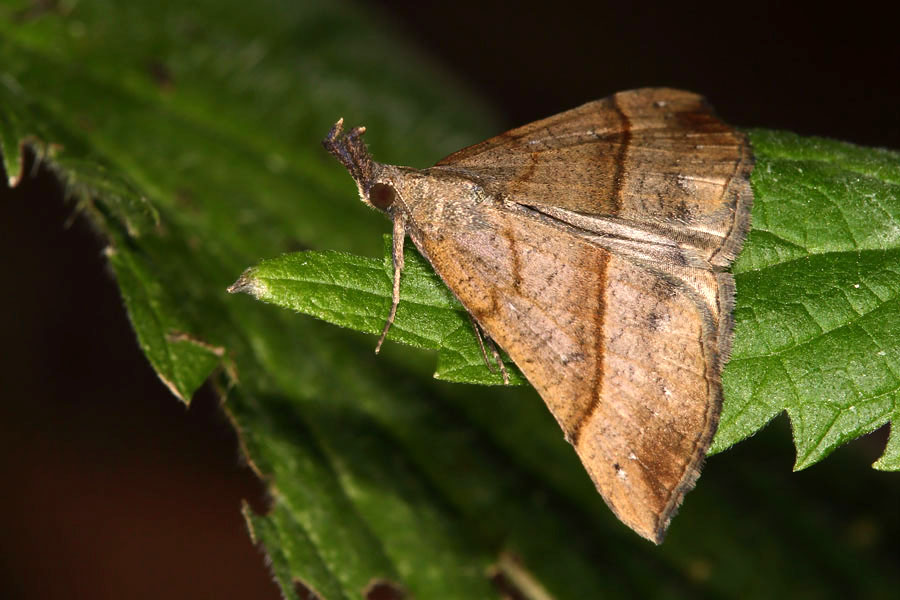 Hypena proboscidalis - Nessel-Schnabeleule, Falter Oberseite