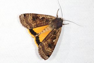 Noctua pronuba - Hausmutter, Falter Lichtfang