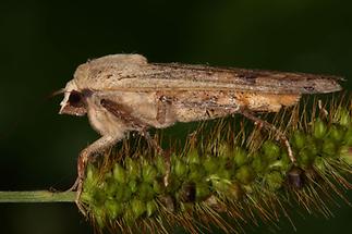 Noctua pronuba - Hausmutter, Falter Seitenansicht