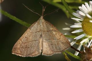 Polypogon tentacularia - Palpen-Spannereule, Falter Oberseite (1)