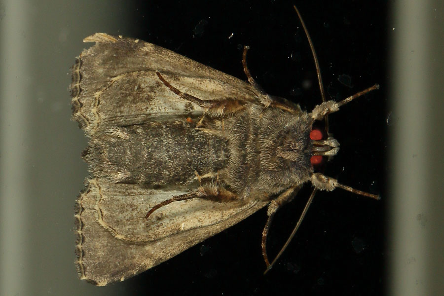 Trachea atriplicis - Meldeneule, Falter Unterseite auf Glas