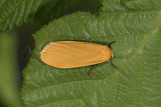 Eilema sororcula - Dottergelbes Flechtenbärchen, Falter