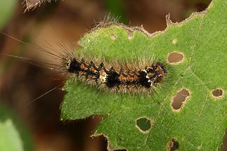 Eilema sororcula - Dottergelbes Flechtenbärchen, Jungraupe