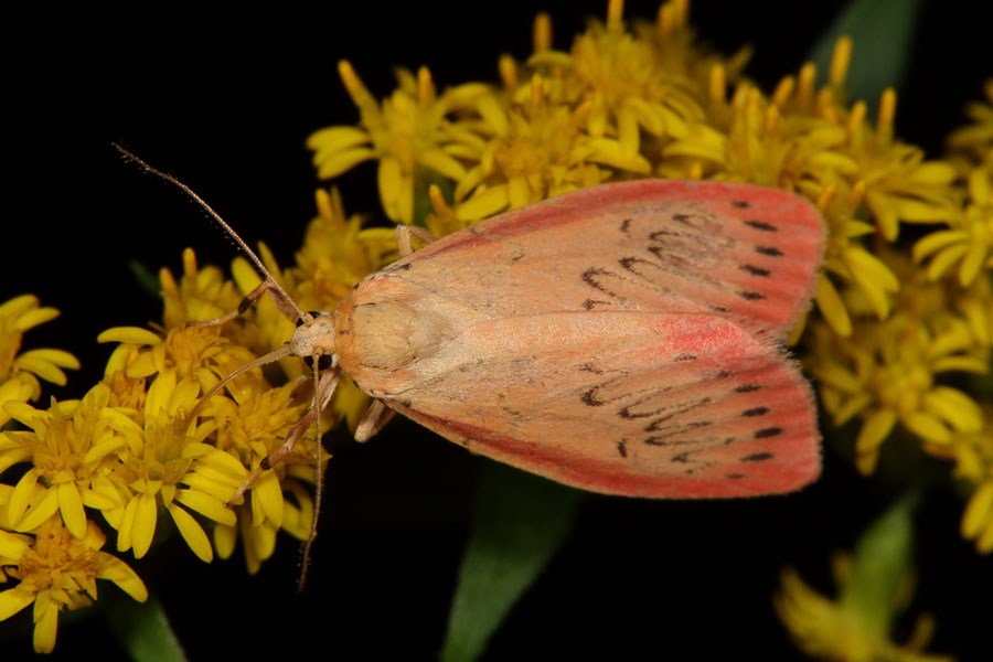 Miltochrista miniata - Rosen-Flechtenbärchen, Falter