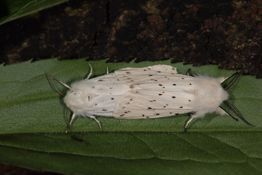 Spilosoma lubricipeda - Breitflügeliger Fleckleibbär, Falterpaar