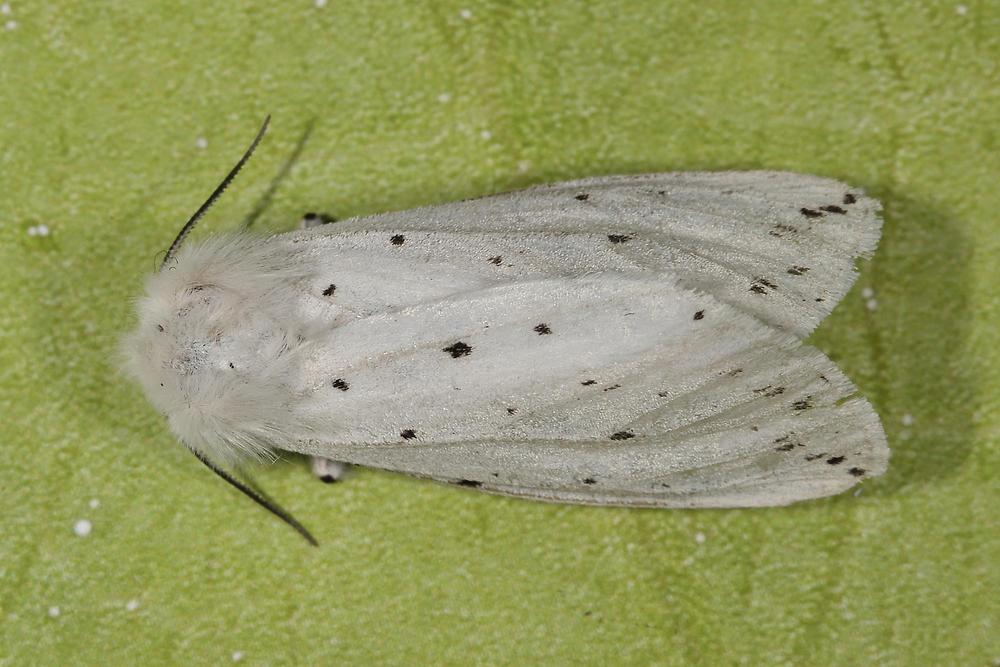 Spilosoma lubricipeda - Breitflügeliger Fleckleibbär