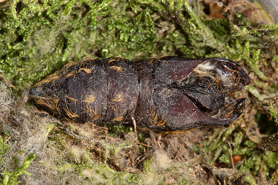 Lymantria dispar - Schwammspinner, Puppe verlassen