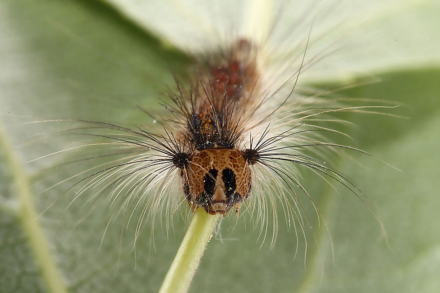 Lymantria dispar - Schwammspinner, Raupenportrait