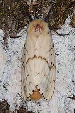 Lymantria dispar - Schwammspinner, Weibchen (1)