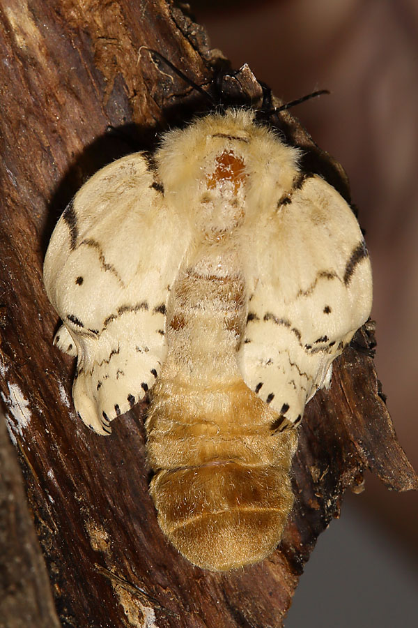Lymantria dispar - Schwammspinner, Weibchen
