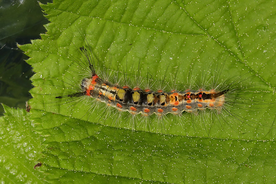 Orgyia antiqua - Schlehen-Bürstenspinner, Jungraupe