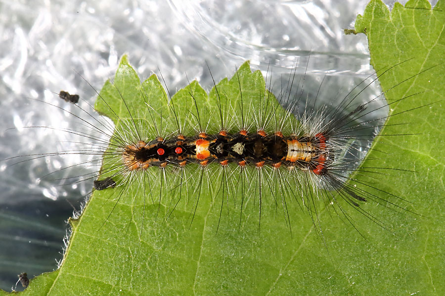 Orgyia antiqua - Schlehen-Bürstenspinner, Jungraupe