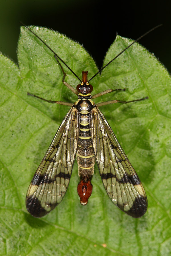 Panorpa communis - Gemeine Skorpionsfliege, Männchen
