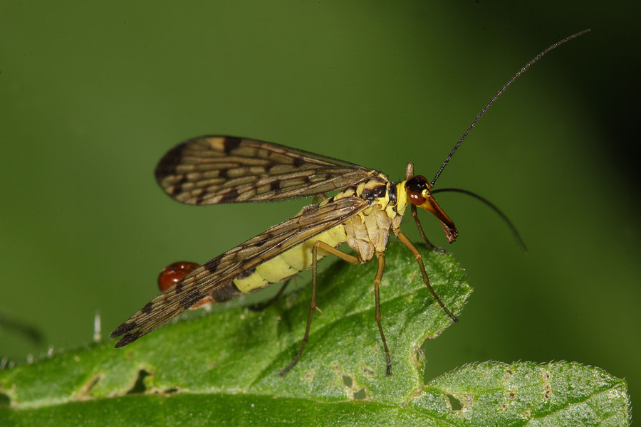 Panorpa communis - Gemeine Skorpionsfliege, Männchen