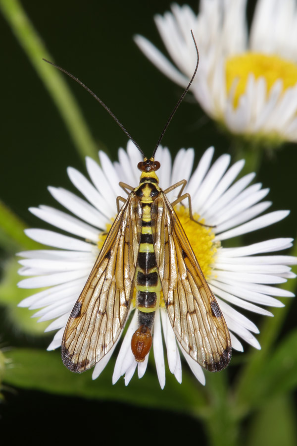 Panorpa germanica - Deutsche Skorpionsfliege, Männchen