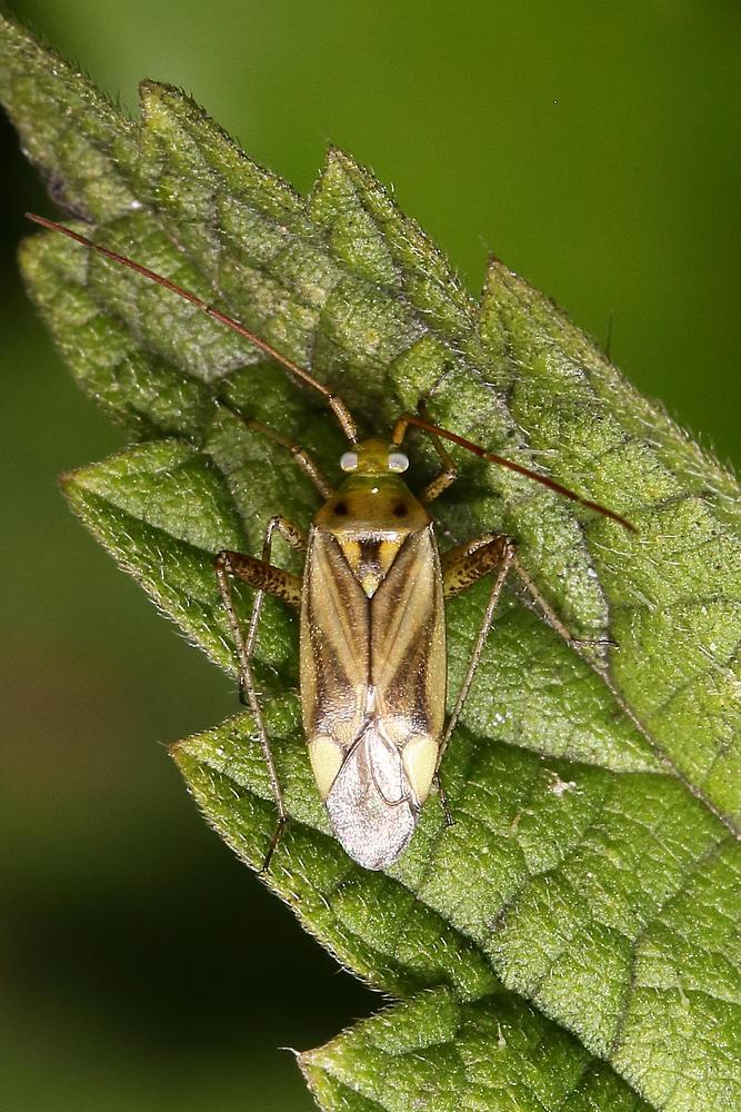 Adelphocoris lineolatus - Gemeine Zierwanze