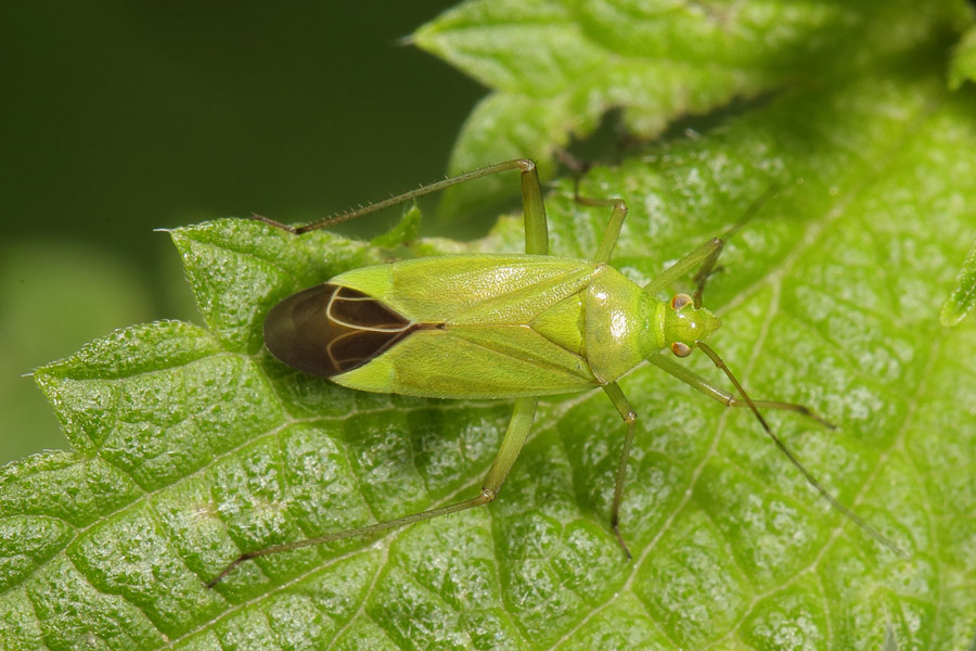 Calocoris affinis - Grüne Distelwanze