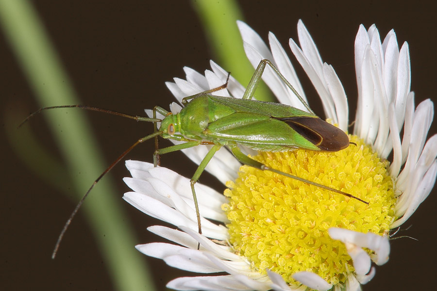 Calocoris affinis - Grüne Distelwanze