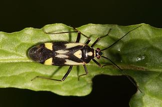 Calocoris sexguttatus - kein dt. Name bekannt, Wanze auf Blatt