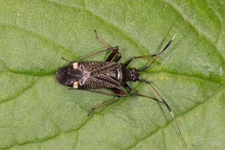 Closterotomus biclavatus - Zweikeulen-Weichwanze, Wanze auf Blatt