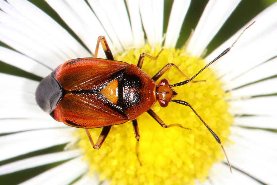 Deraeocoris ruber - Rote Weichwanze, Wanze auf Blatt