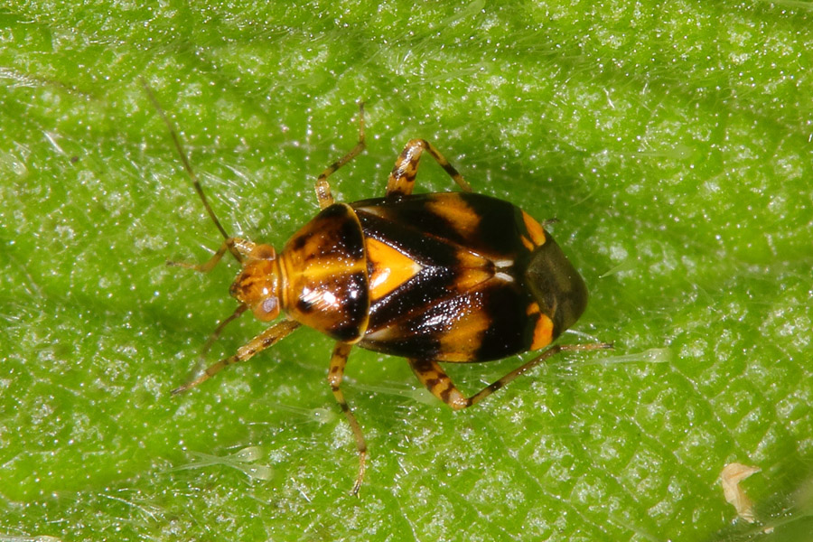 Liocoris tripustulatus - kein dt. Name bekannt