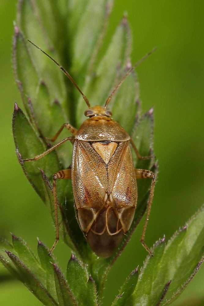 Lygus pratensis - Gemeine Wiesenwanze