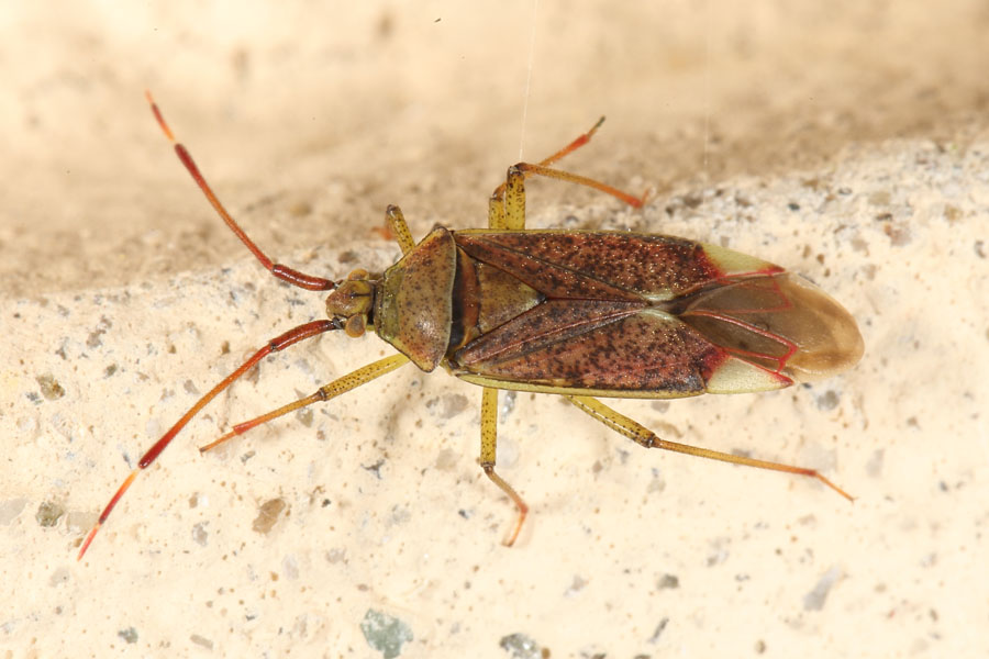 Pantilius tunicatus - Erlengast, Wanze auf Klostermauer