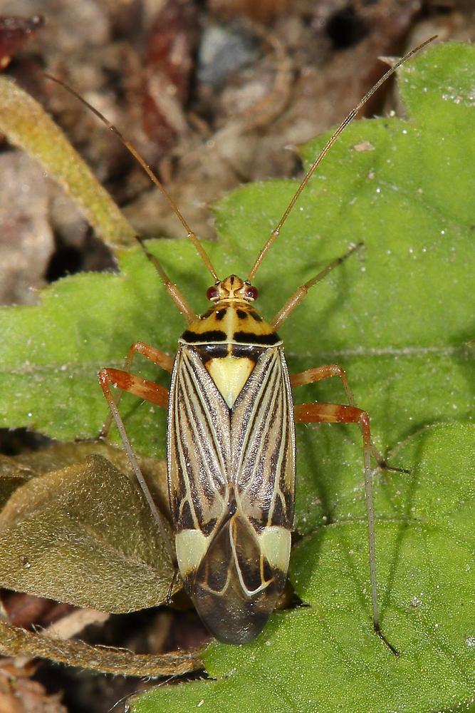 Rhabdomiris striatellus - Eichen-Schmuckwanze