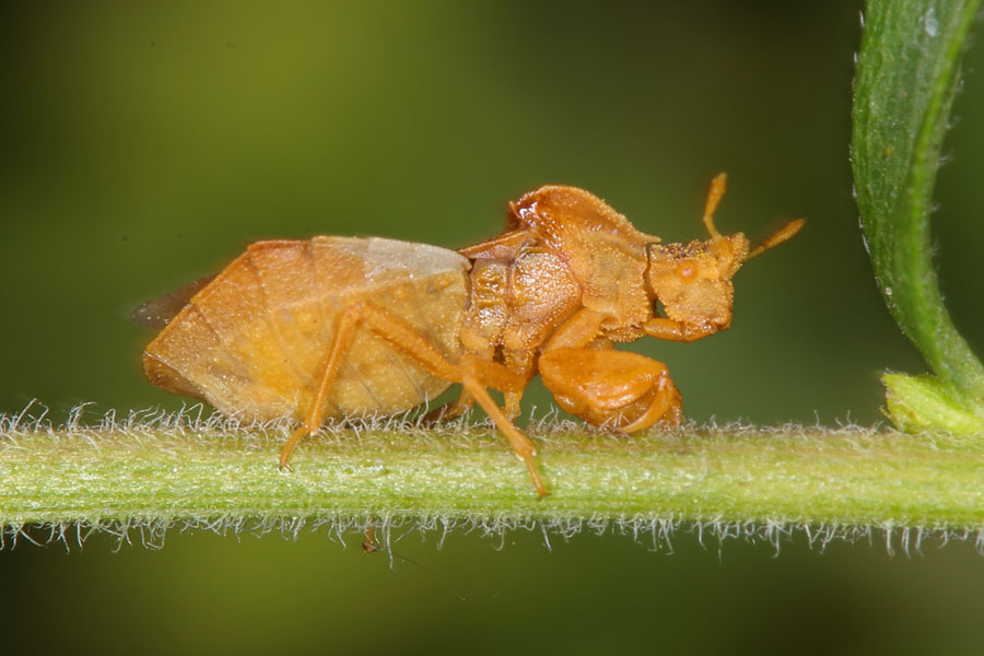 Phymata crassipes - Teufelchen, Wanze auf Stengel