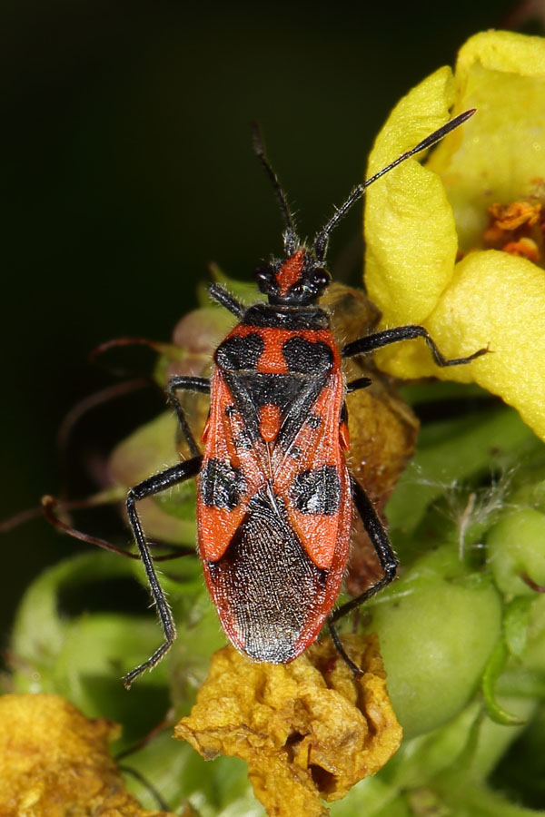 Corizus hyoscyami - Zimtwanze, Wanze auf Knospen