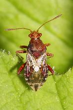 Rhopalus subrufus - Hellbraune Glasflügelwanze