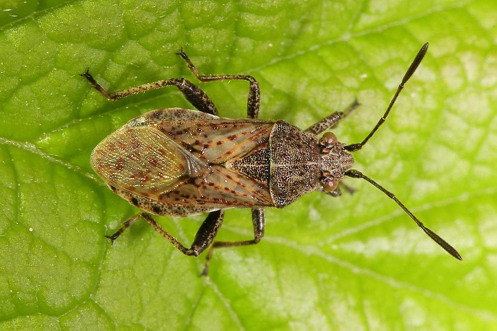 Stictopleurus punctatonervosus - kein dt. Name bekannt