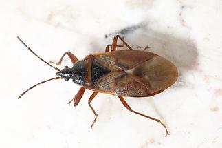 Gastrodes abietum - kein dt. Name bekannt, Wanze auf Mauer