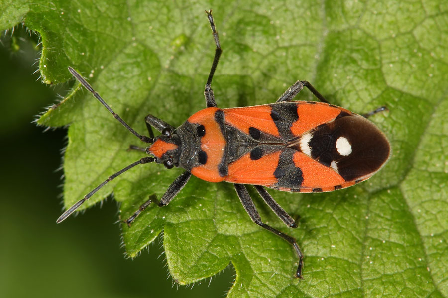 Lygaeus equestris - Ritterwanze, Wanze auf Blatt