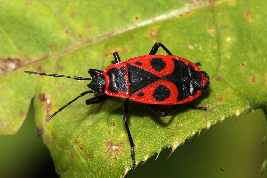 Pyrrhocoris apterus - Gemeine Feuerwanze, Wanze auf Blatt