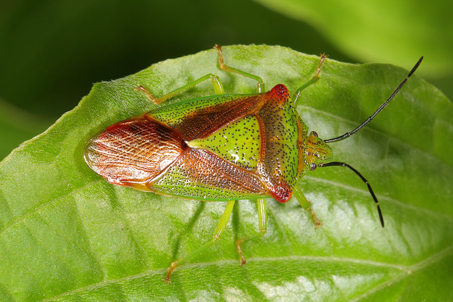 Acanthosoma haemorrhoidale - Wipfel-Stachelwanze, Wanze auf Blatt